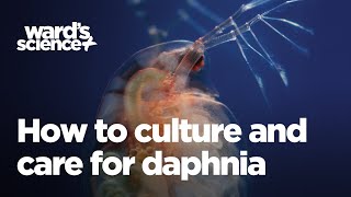 Caring and Culturing for Daphnia [upl. by Ahsaek845]