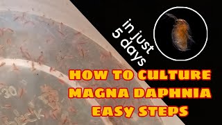 How to Culture Magna Daphnia Easily [upl. by Ettelliw746]