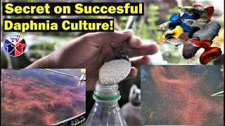 How to Culture Daphnia Successfully [upl. by Atiroc93]