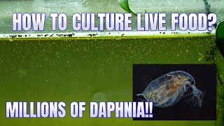 How to Culture Daphnia Secret Method to Breed MILLIONS  Simply Aquatic [upl. by Tipton]