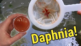 How I Culture Daphnia In Outdoor Tubs [upl. by Dawes]