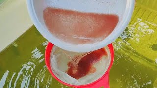 How to culture daphnia  Daphnia culture  How to grow daphnia outdoor [upl. by Oniliuqnart]