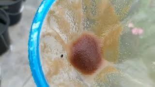 How to culture daphnia moina in a small container Part 1 English Subtitle [upl. by Zailer742]