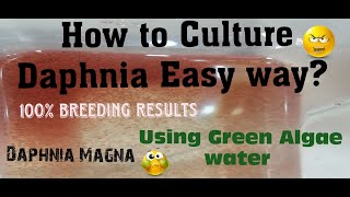 Daphnia MagnaHow to Culture Daphnia Easy wayCulturing Daphnia using Green water Daphnia [upl. by Notsruht]