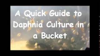 How to culture daphnia outside [upl. by Virgie376]