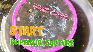 How to culture daphnia moina the easy way 1  Starting the Daphnia culture [upl. by Boor177]