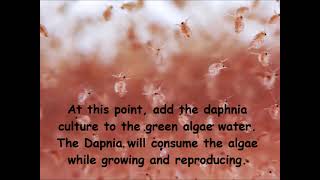 Daphnia  How to grow daphnia in your home [upl. by Deloris311]