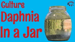 How to Culture Daphnia in a Jar [upl. by Kcirddet]