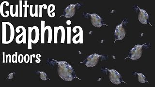 How to Culture Daphnia [upl. by Wally]