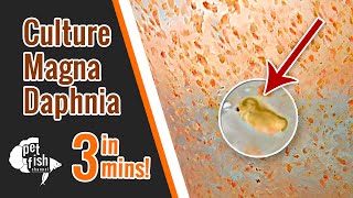 How to culture DAPHNIA MAGNA  The easy way [upl. by Lathe324]