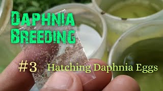 Daphnia Culture made simple and easy 3  Hatching Daphnia eggs [upl. by Nnaitak879]