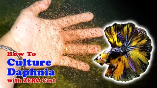 How to Culture Daphnia with ZERO Cost  Unlimited Live Food For Our Fish [upl. by Solegna863]