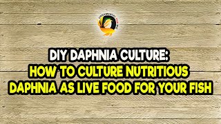 DIY Daphnia Culture How to Culture Nutritious Daphnia as Live Food for Your Fish [upl. by Glaudia]