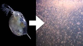 How I Culture Daphnia [upl. by Aitnuahs]