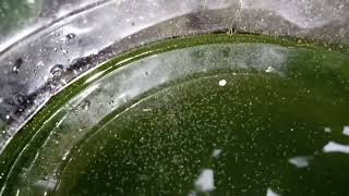 DAPHNIA MOINA CULTURE IN A SMALL BUCKET [upl. by Cahan50]