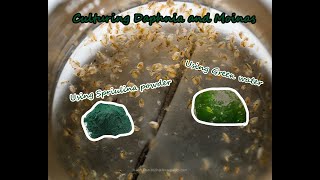 How To Culture Daphnia and Moinas using Green Water Spirulina powder [upl. by Nodnelg357]