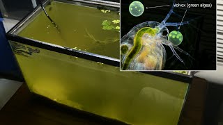 Raising Daphnia for the Freshwater Aquarium [upl. by Eenaj]